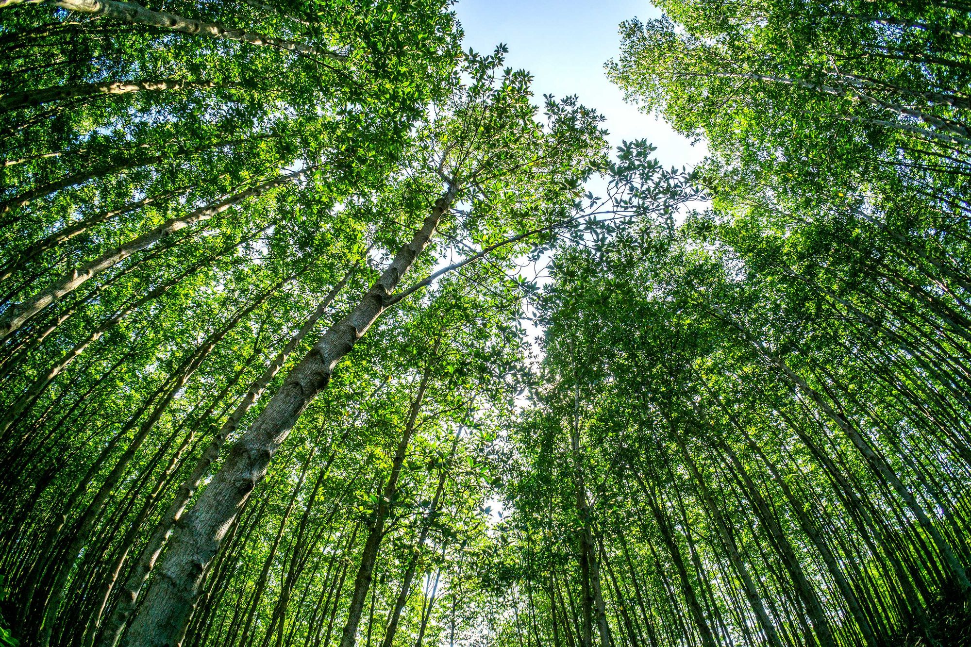 A captivating backdrop of central Can Gio