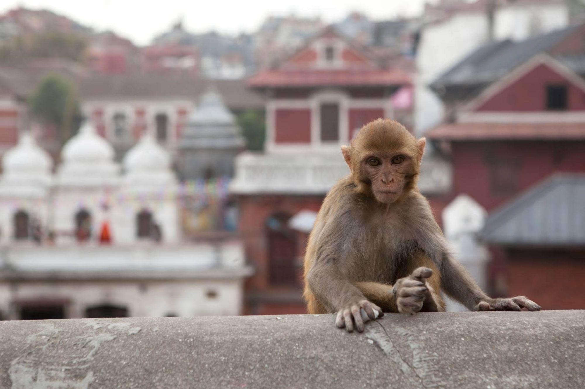 Swift Holidays Parking 駅内 Kathmandu, Nepal