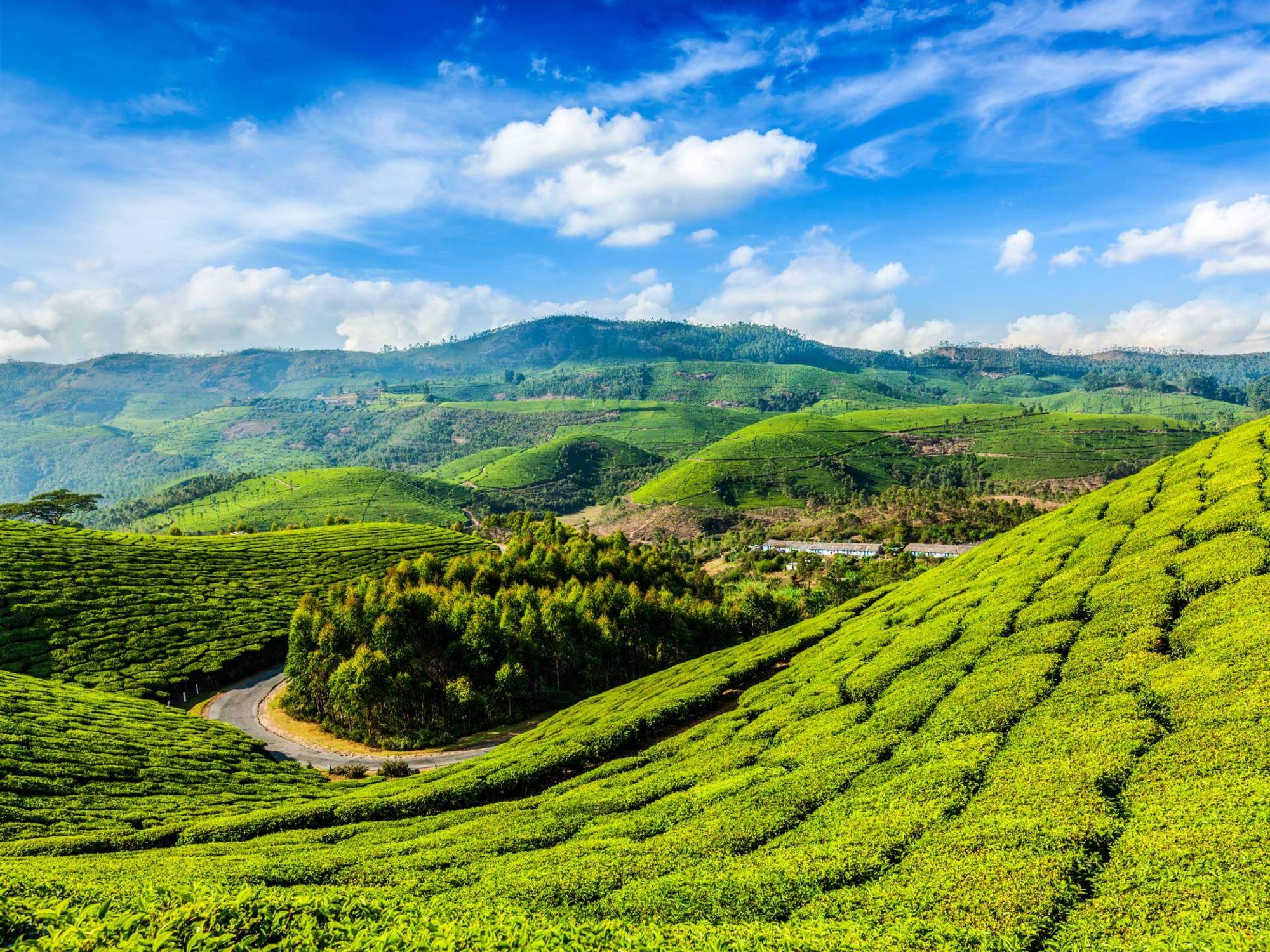 routes_hero-image-alt Munnar