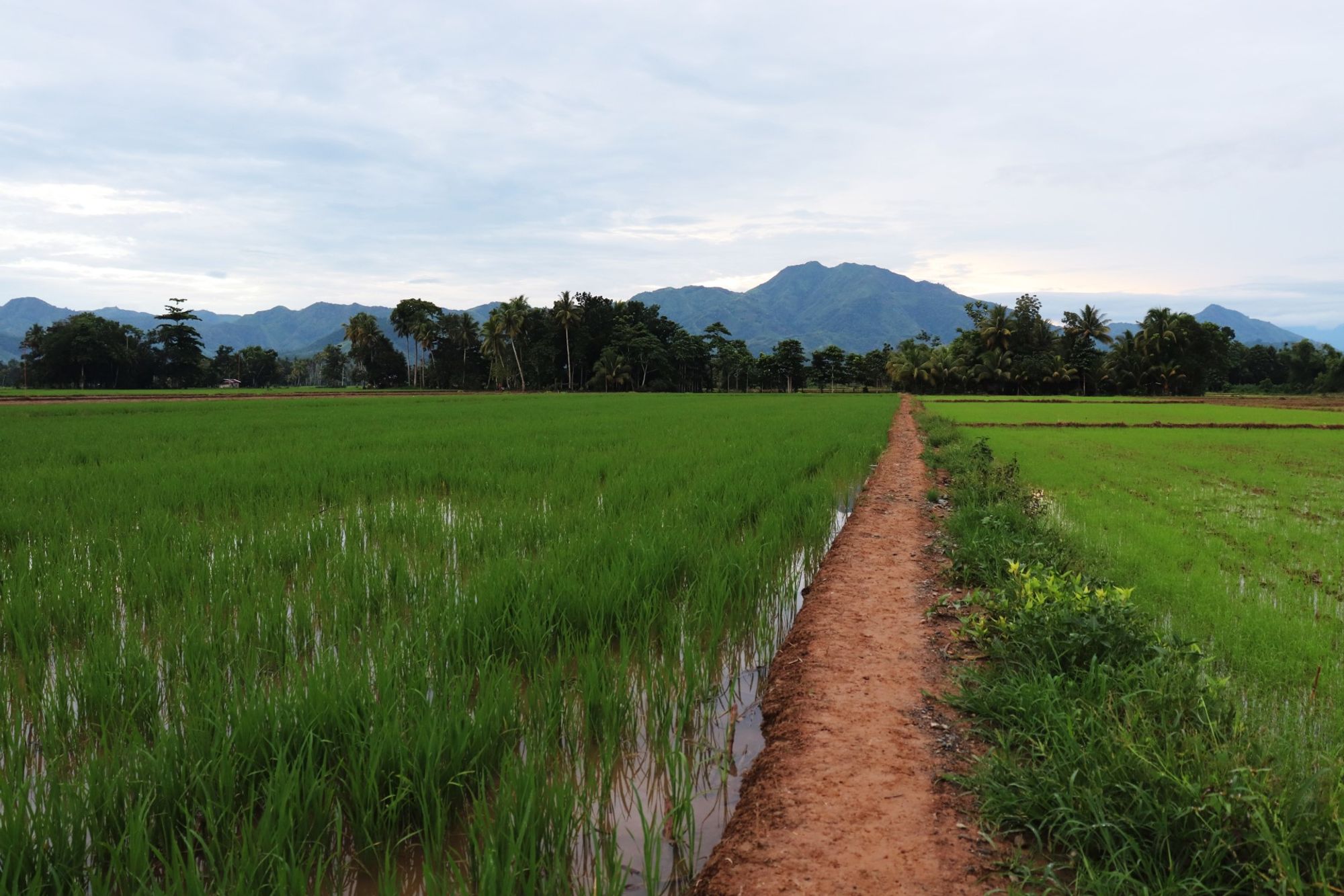 Một khung cảnh phía sau đầy lôi cuốn nhìn về khu trung tâm Pagadian