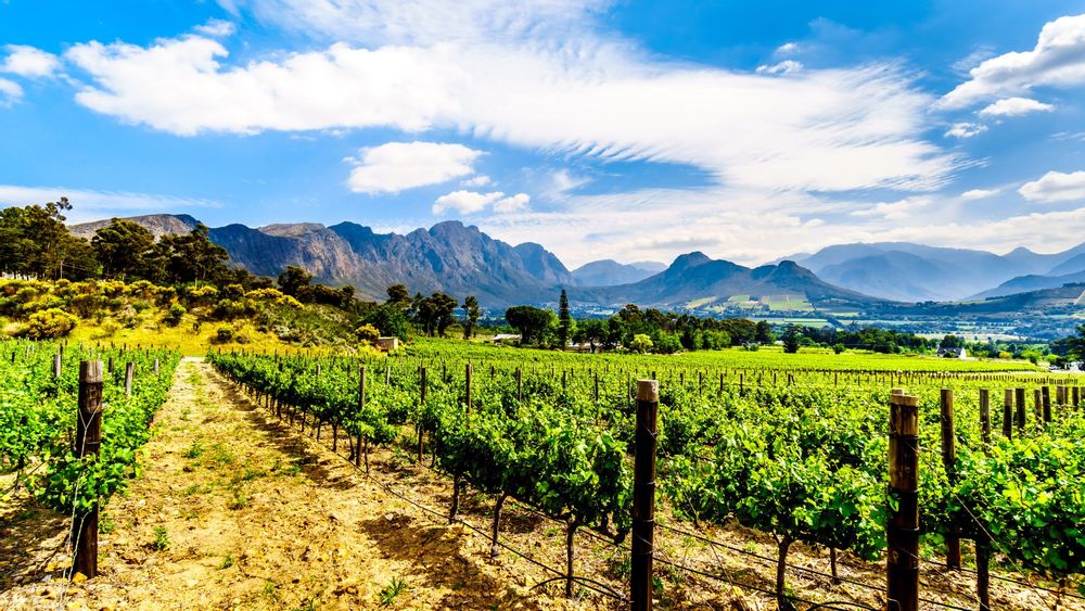 Cape Town to Franschhoek - minivan, car tickets from $70