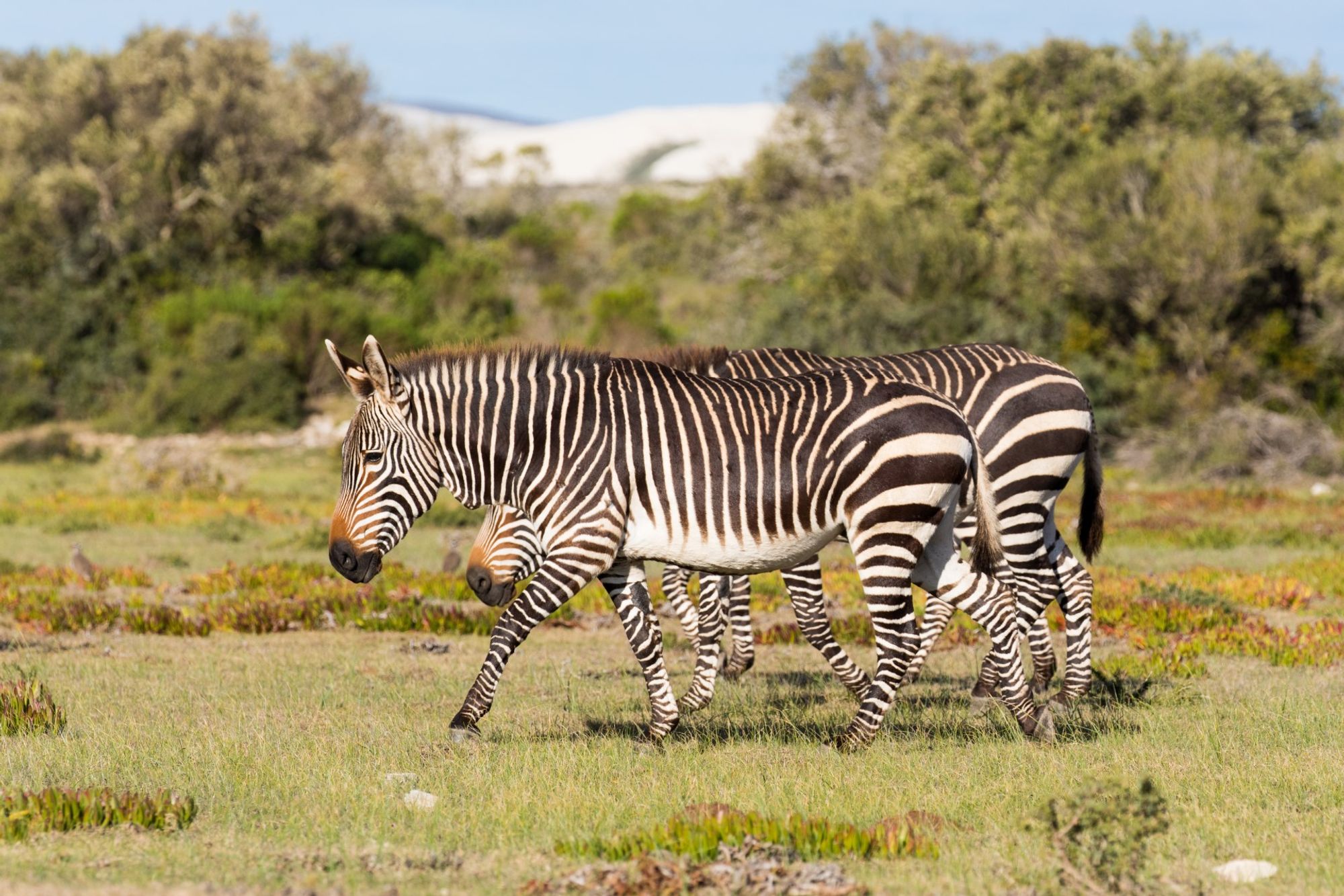 De Hoop Nature Reserve 车站位于 Overberg DC, South Africa