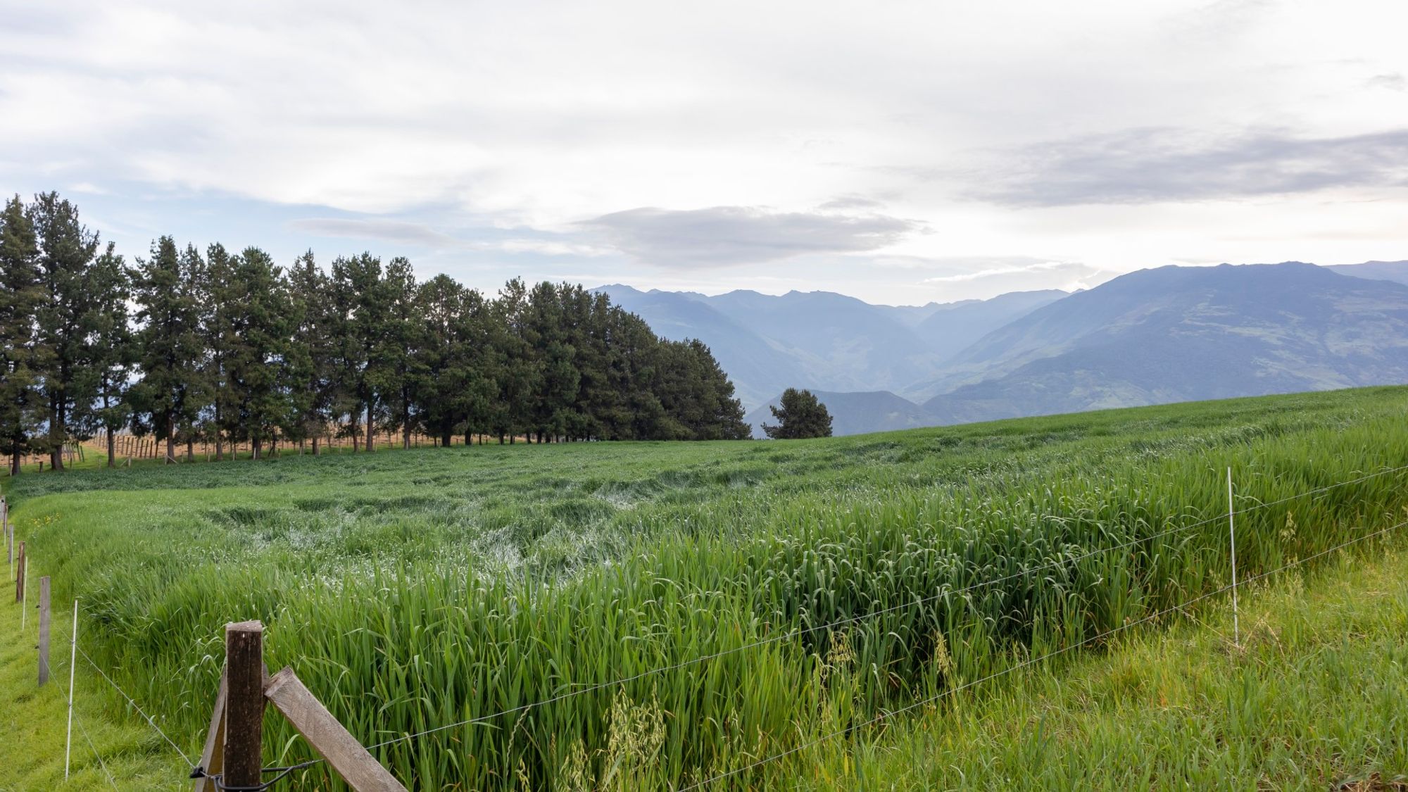 Um pano de fundo cativante do centro de Tulua