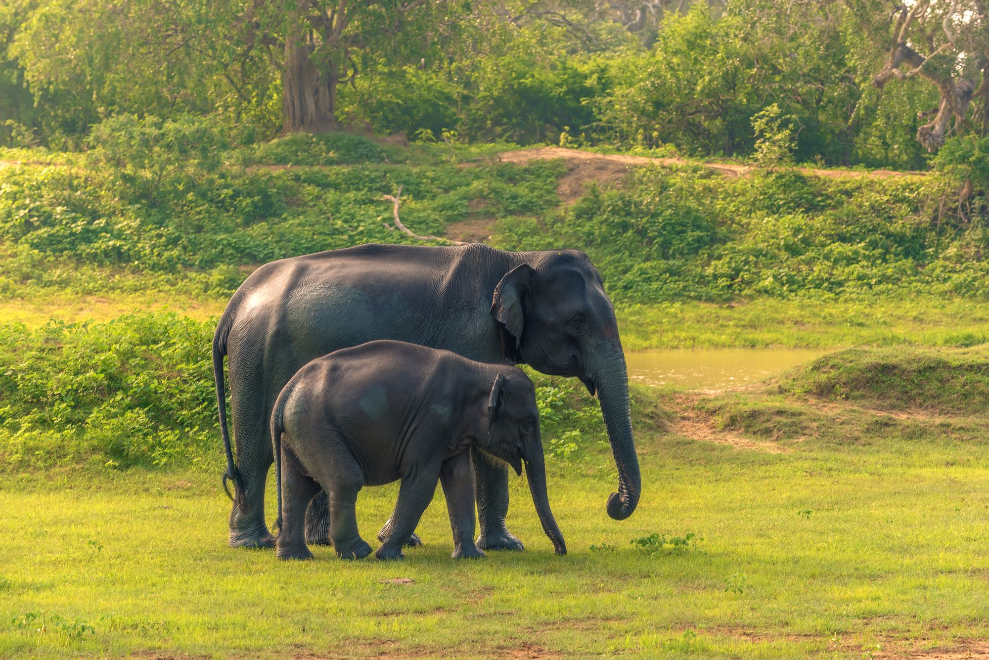 Yala - Any hotel station within Yala, Sri Lanka