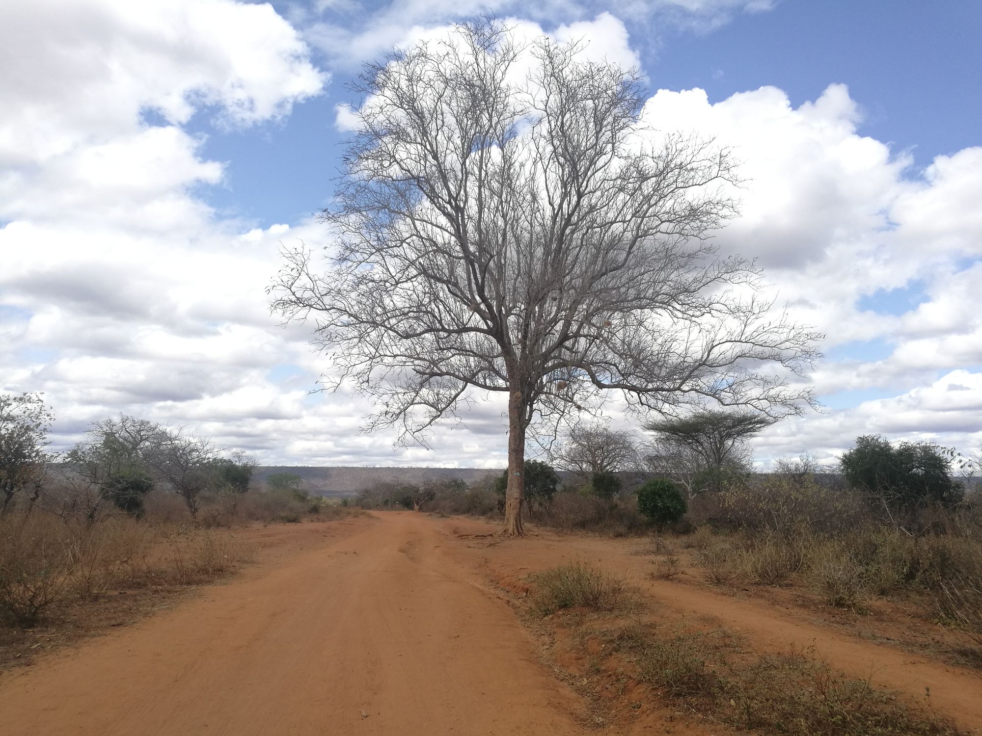 中心部の魅惑的な背景 Kibwezi